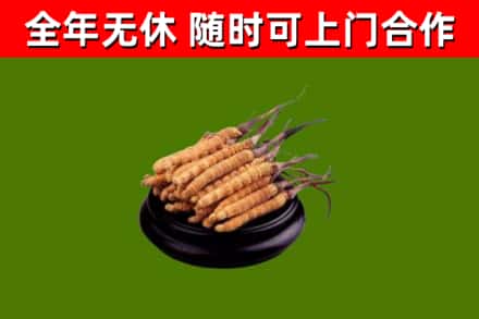 犍为回收冬虫夏草