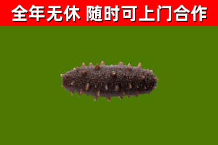 犍为回收海参干